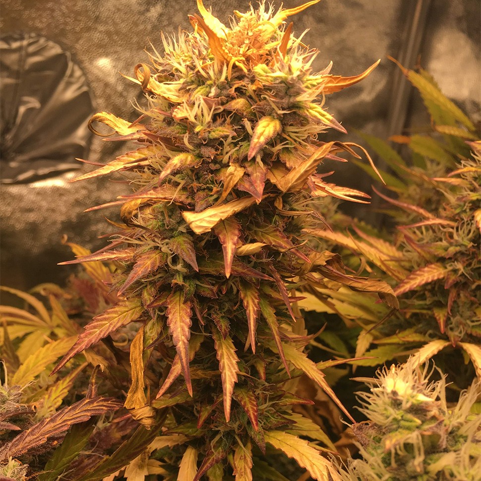 Семена конопли  Auto Brooklyn Sunrise feminised Ganja Seeds