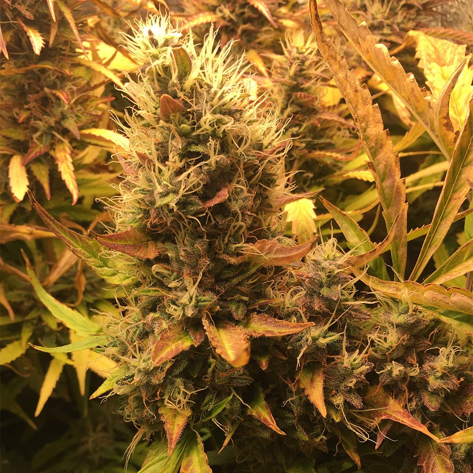 купить семена конопли Auto Brooklyn Sunrise feminised Ganja Seeds