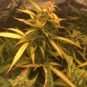 семена конопли Auto Brooklyn Sunrise feminised Ganja Seeds