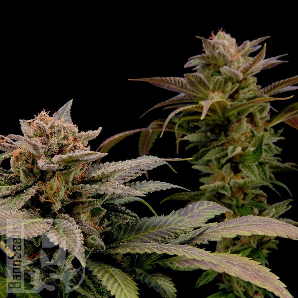 Семена  White Widow x Bubble Gum feminised Ganja Seeds