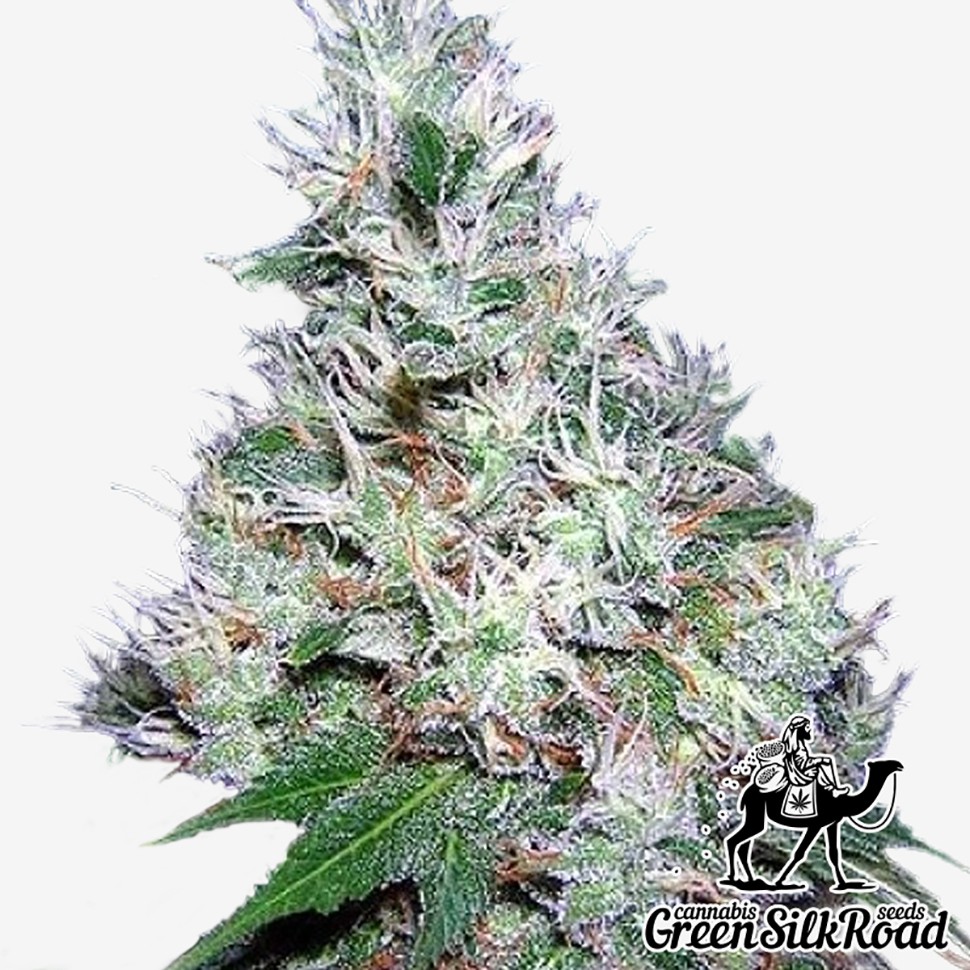 Семена  Auto Bubble Gum feminised Green Silk Road Seeds