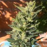 Auto Colorado Cookies feminised Ganja Seeds