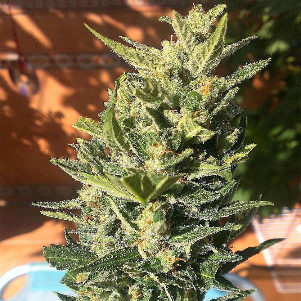 Семена марихуаны  Auto Colorado Cookies feminised Ganja Seeds