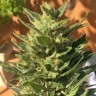 купить семена конопли Auto Colorado Cookies feminised Ganja Seeds