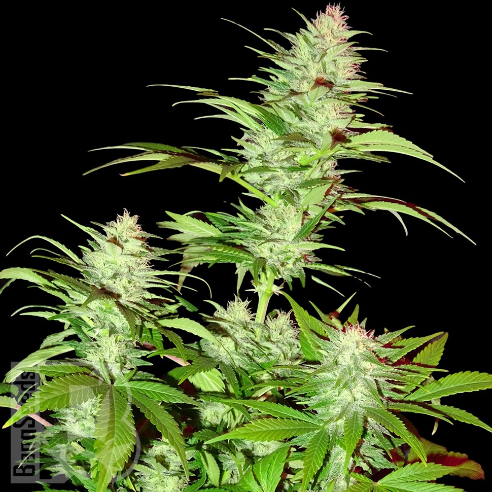 Семена ганжа  White Widow x Chronic feminised Ganja Seeds