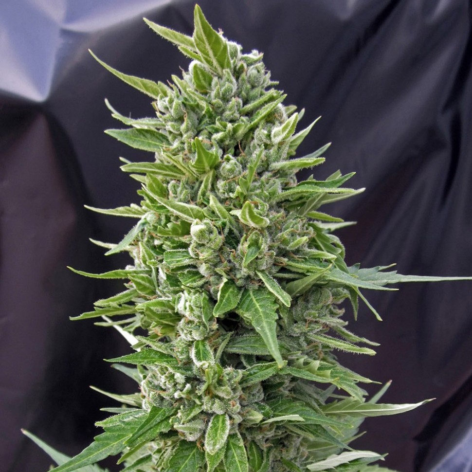 Семена ганжа  Northern Lights regular Ganja Seeds