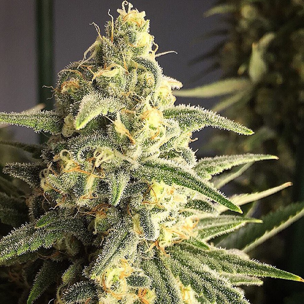 Семена ганжа  Cream 47 regular Ganja Seeds