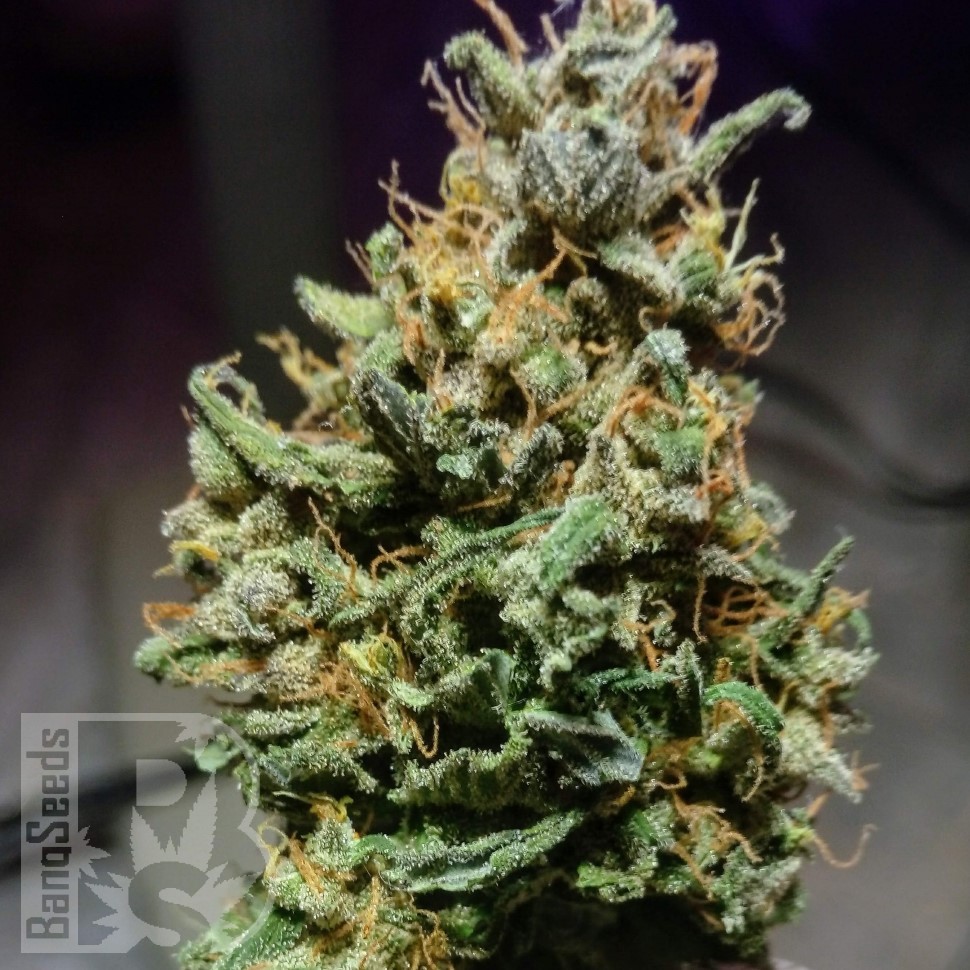 Семена ганжа  Cream 47 regular Ganja Seeds