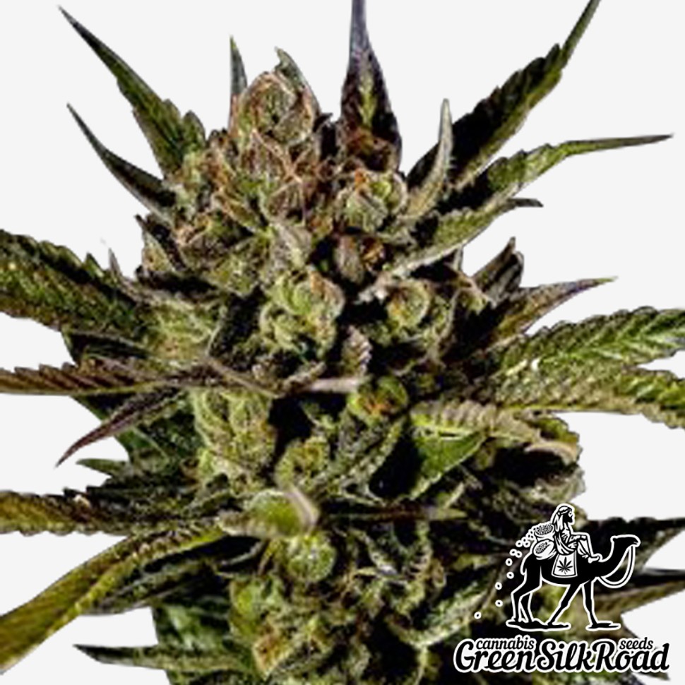 Семена каннабиса  Auto Cheese feminised Green Silk Road Seeds