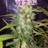 семена конопли почтой Biggest Bud feminised Victory Seeds