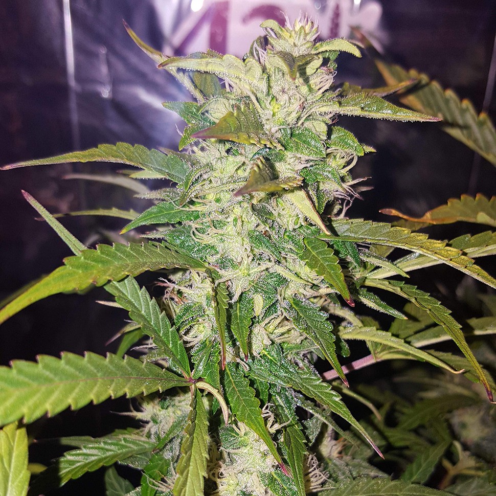 семена конопли почтой Biggest Bud feminised Victory Seeds