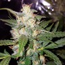 семена марихуаны в Алматы Biggest Bud feminised Victory Seeds