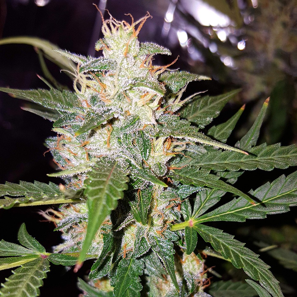 Семена марихуаны  Biggest Bud feminised Victory Seeds