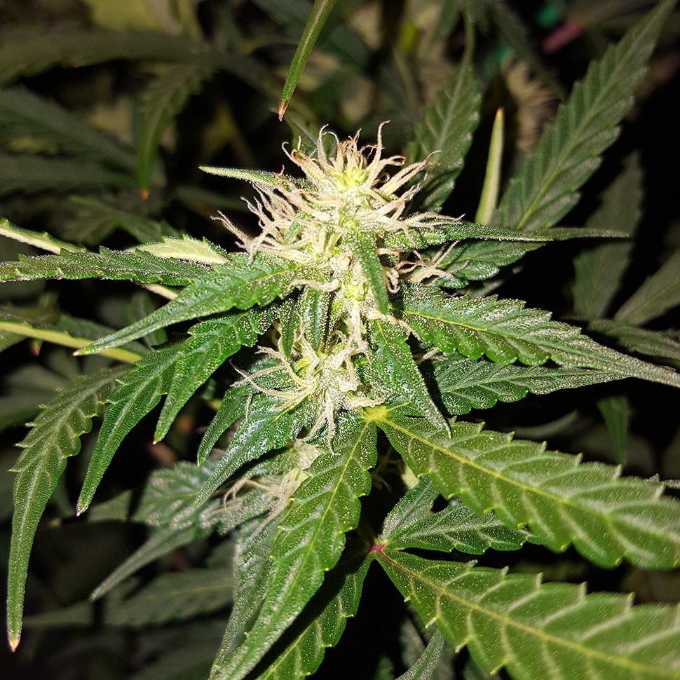 семена конопли индика Biggest Bud feminised Victory Seeds