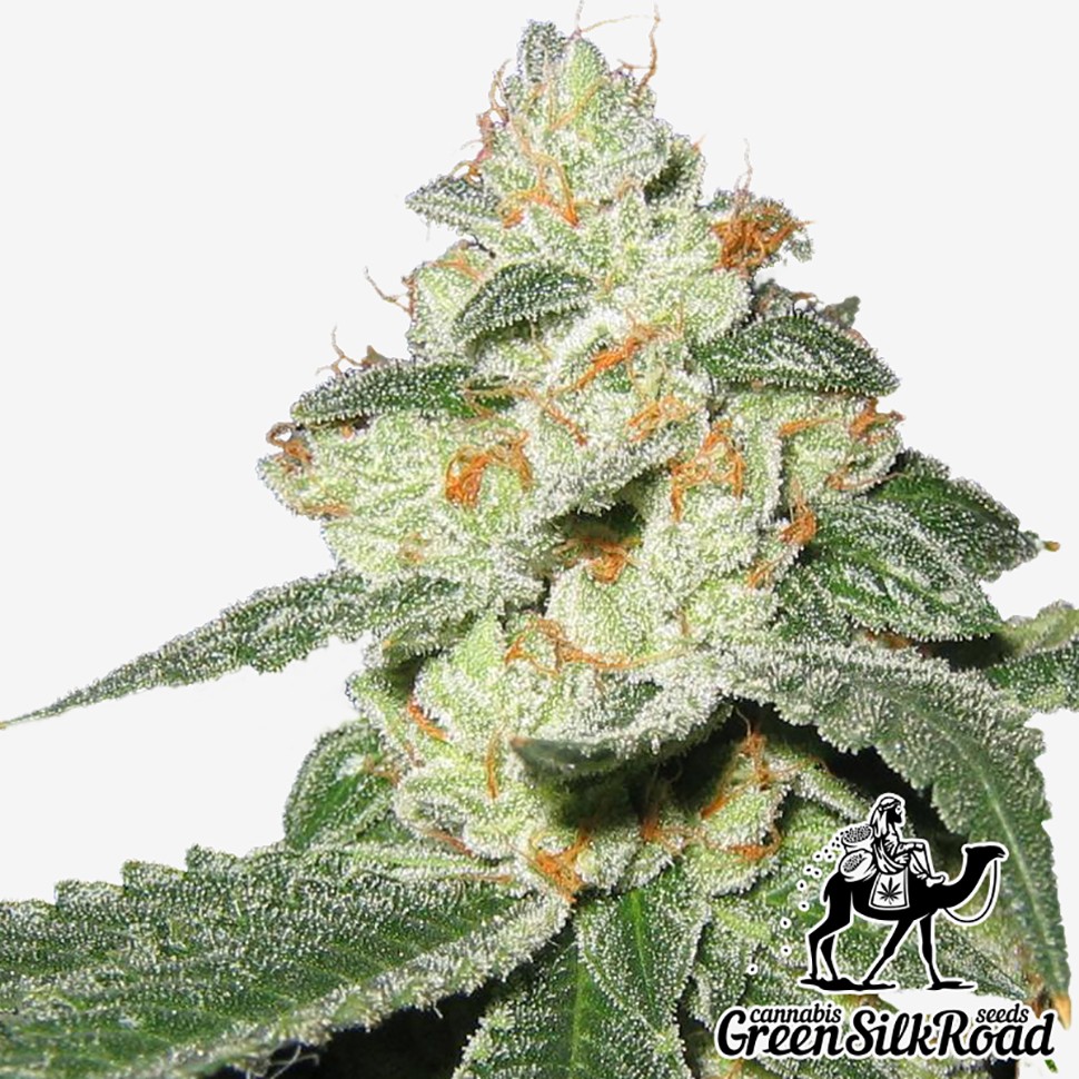 Семена  Auto Great White Shark feminised Green Silk Road Seeds