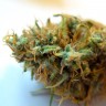 Семена CBDivine feminised Ganja Seeds купить