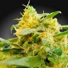 Семена CBDivine feminised Ganja Seeds заказать