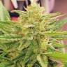 Семена CBDivine feminised Ganja Seeds купить в Казахстане