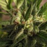 Black Domina x M8 feminised Ganja Seeds купить