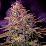 Семена марихуаны  Black Domina x M8 feminised Ganja Seeds