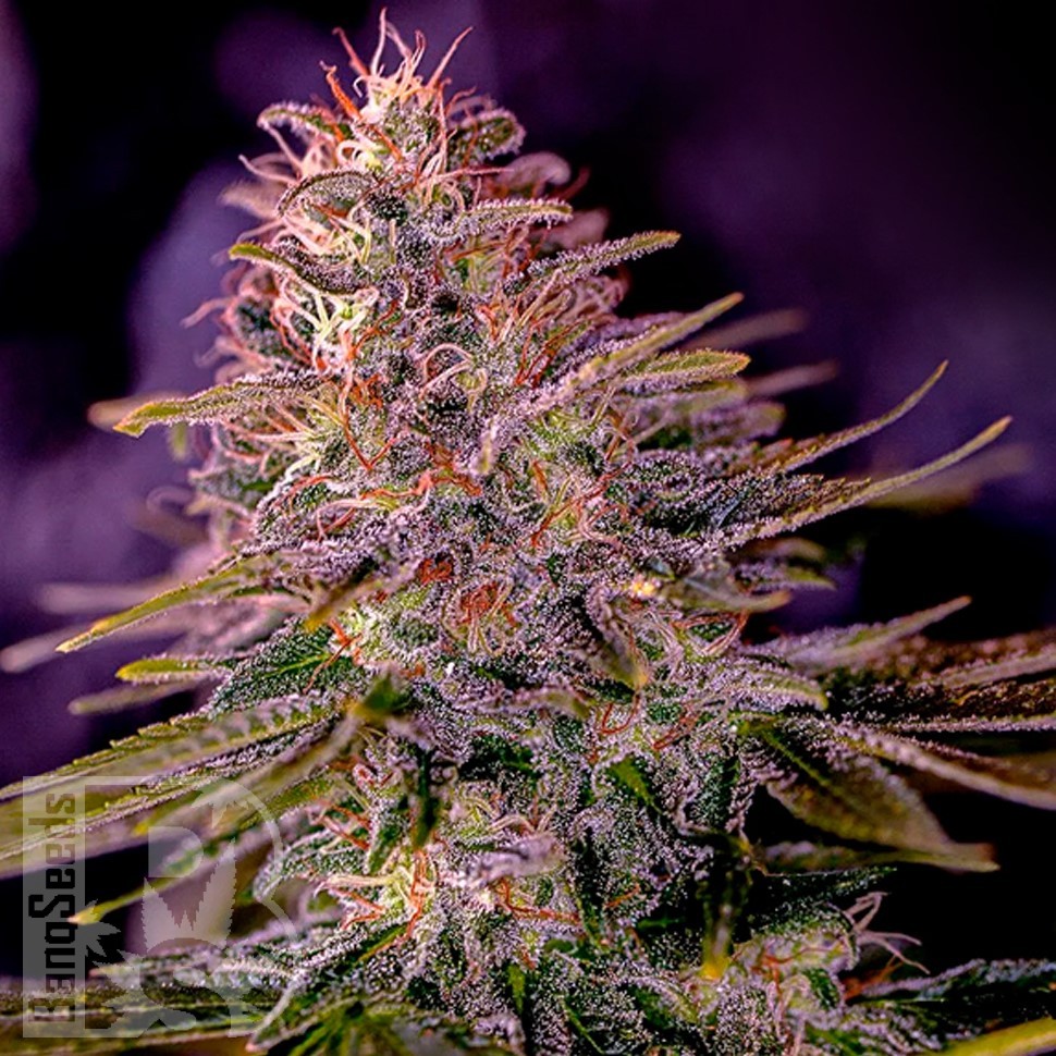 Семена марихуаны  Black Domina x M8 feminised Ganja Seeds