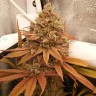 Семена марихуаны  Black Domina x M8 feminised Ganja Seeds