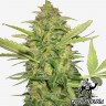 купить автоцветущие семена конопли Auto Lemon Skunk feminised