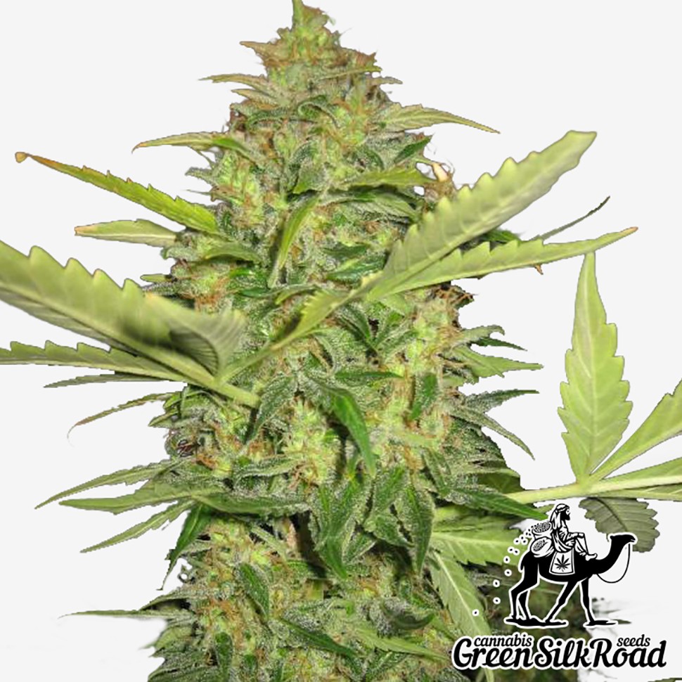 Семена ганжа  Auto Lemon Skunk feminised Green Silk Road Seeds