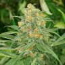 Семена конопли Green Crack feminised Ganja Seeds