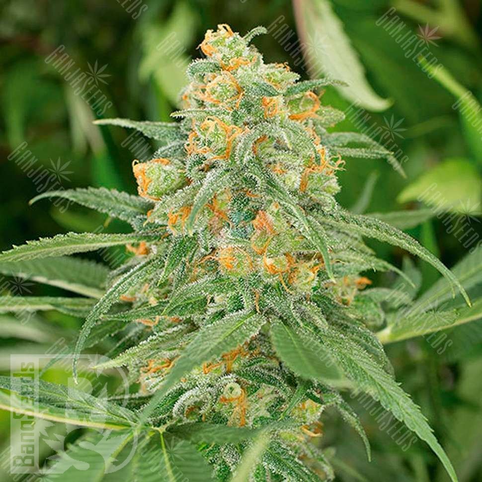 Семена конопли  Green Crack feminised Ganja Seeds