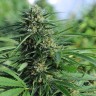 Семена марихуаны Green Crack feminised Ganja Seeds