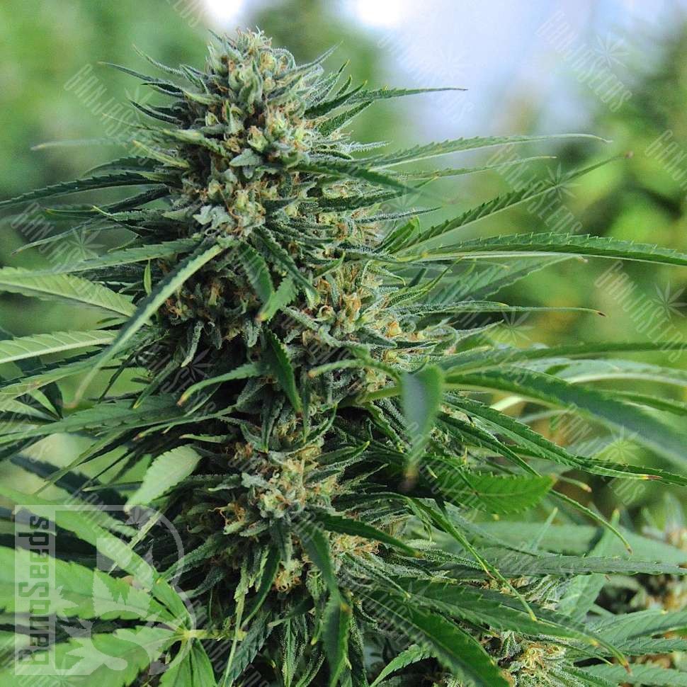 Семена марихуаны Green Crack feminised Ganja Seeds