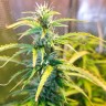 Семена каннабиса Green Crack feminised Ganja Seeds