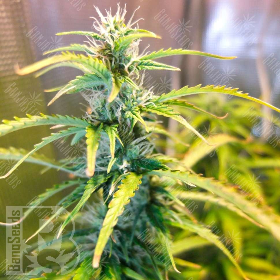 Семена каннабиса Green Crack feminised Ganja Seeds