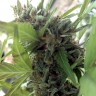 Auto Girl Scout Cookies feminised Ganja Seeds