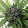 семена конопли Auto Girl Scout Cookies feminised Ganja Seeds