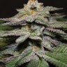 Семена ганжа  Blue Diesel feminised Ganja Seeds