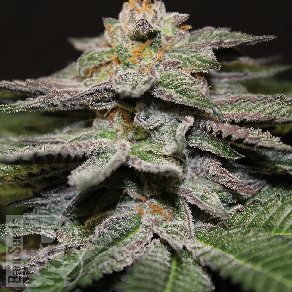 Семена ганжа  Blue Diesel feminised Ganja Seeds