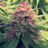 Семена ганжа  Blue Diesel feminised Ganja Seeds