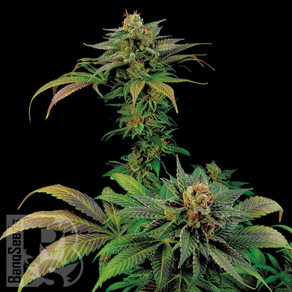 Семена марихуаны  White Widow x Somango feminised Ganja Seeds