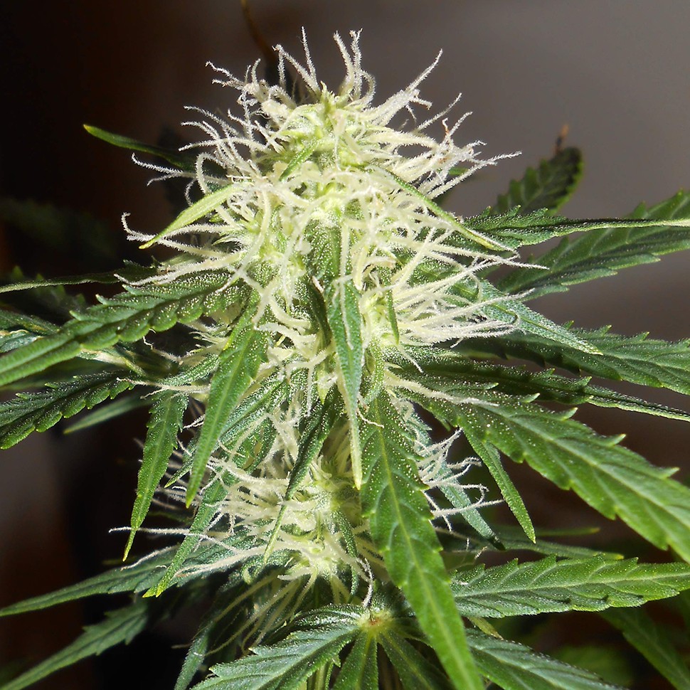 Семена  Auto Lowryder #2 regular Ganja Seeds