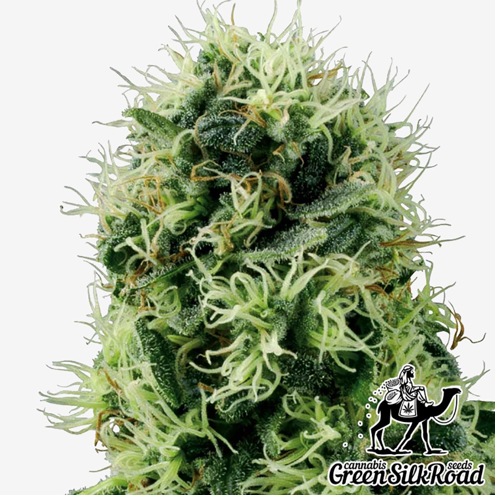 Семена ганжа  Auto Power Plant feminised Green Silk Road Seeds