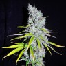 медицинские сорта конопли Auto Haze CBD feminised Ganja Seeds