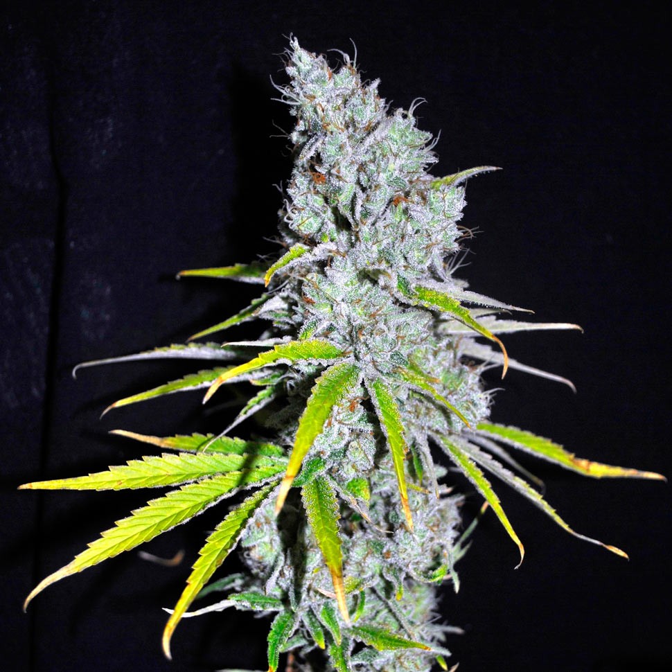 Семена  Auto Haze CBD feminised Ganja Seeds