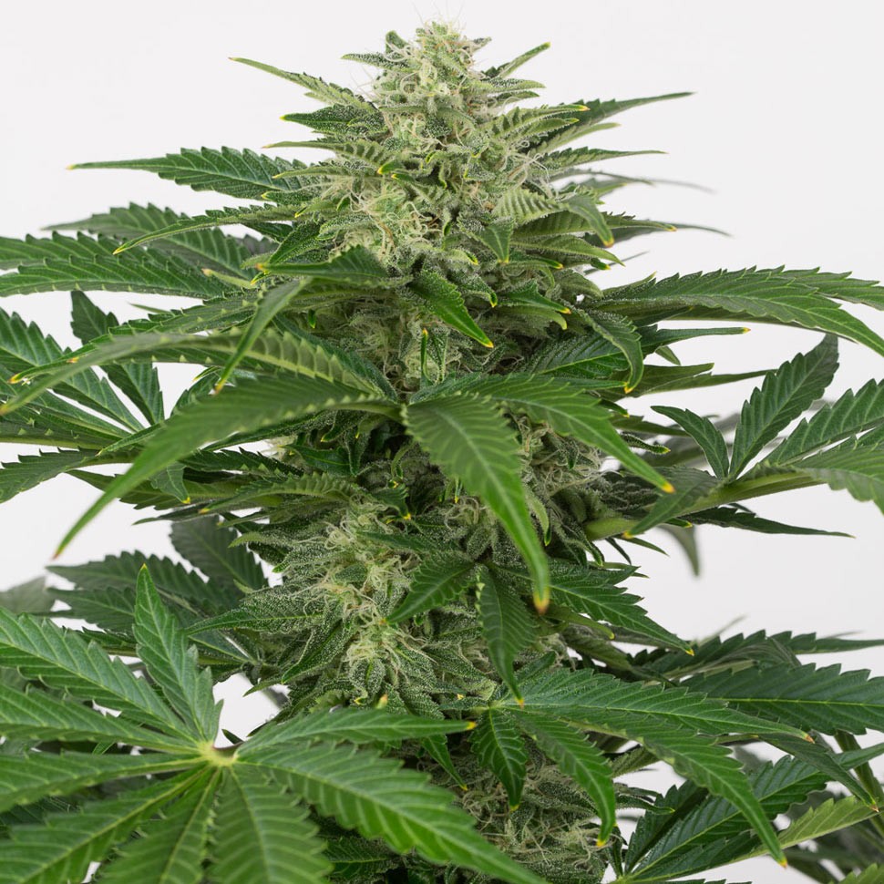 семена конопли цбд Auto Haze CBD feminised Ganja Seeds