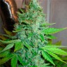 Семена конопли G13 Haze feminised Ganja Seeds