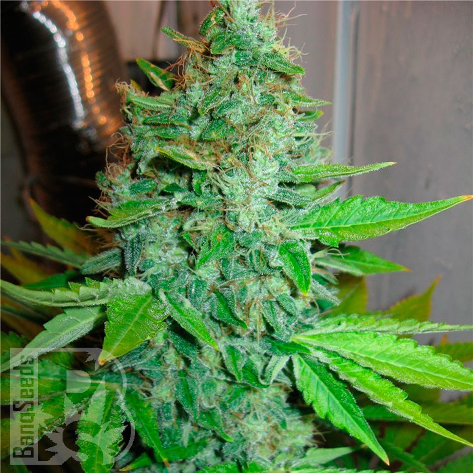 Семена каннабиса  G13 Haze feminised Ganja Seeds