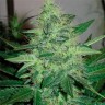 Фотопериодные сорта конопли G13 Haze feminised Ganja Seeds