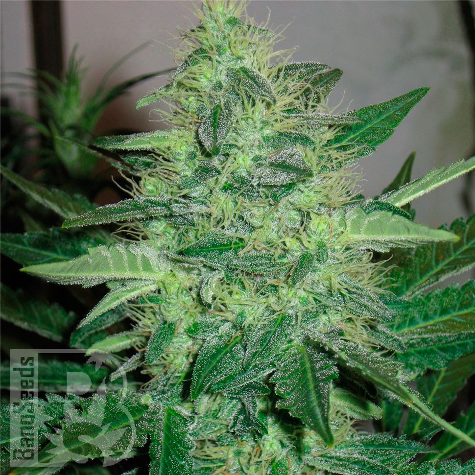 Фотопериодные сорта конопли G13 Haze feminised Ganja Seeds