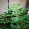 Недорогие семена конопли в Казахстане G13 Haze feminised Ganja Seeds